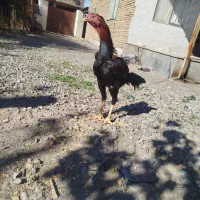 لاری جوان|حیوانات مزرعه|انبارآلوم, |دیوار