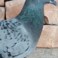 پلاکی