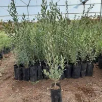 فروش نهال زیتون فیشوم|خدمات باغبانی و درختکاری|یاسوج, |دیوار