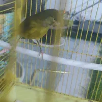 قناری ماده سبزعلی خانی هست