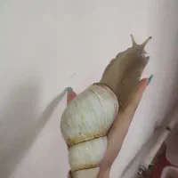 حلزون آچاتینا