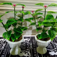 تزئینات آ خانه و آشپز خانه