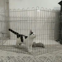 گربهdshبا فنس