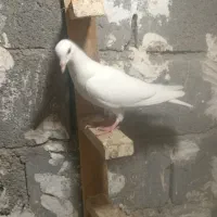 کبوتر|پرنده|لامرد, |دیوار