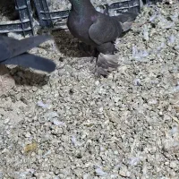 کفتر قره|پرنده|تبریز, |دیوار