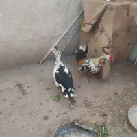 یک عدد خروس گلین و یک عدد اردک  اسرائیلی ماده