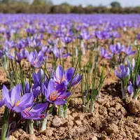 نیاز به یک بومی بسیار حرفه ای ، برای کاشت زعفران