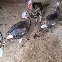 3 عدد بوقلمون نر و ماده|حیوانات مزرعه|اندیمشک, |دیوار