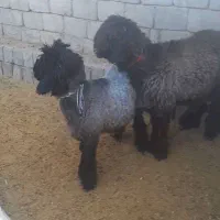 بره قوچی