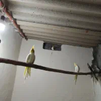 عروس هلندی کاملا سالم و خانگی|پرنده|مبارکه, |دیوار