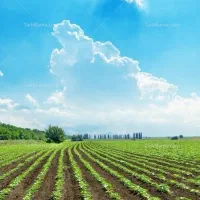 2هکتار-زمین-کشاورزی-اجیرلو