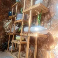 استندگل بزرگ وجادار|گل و گیاه طبیعی|شیراز, جوادیه|دیوار