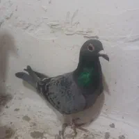 کبوتر دورگ پلاکی|پرنده|سرخنکلاته, |دیوار