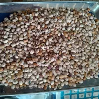 فروش ویژه لوبیا چیتی