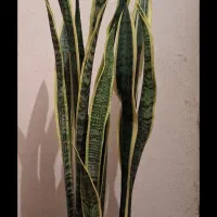 سانسوریا ابلق