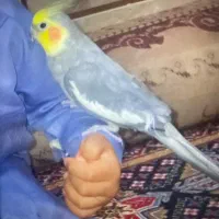 عروس هلندی