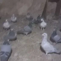 پلاکی نر جوان