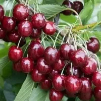 نهال گیلاس دانه درشت