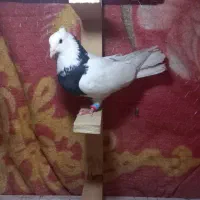 کبوتر طوق سیاه نر|پرنده|شیراز, لاله|دیوار