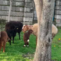 3عدد گوسفند|حیوانات مزرعه|نوشهر, |دیوار