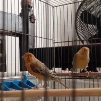 یه جفت قناری آماده