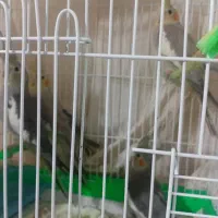 عروس هلندی سیامون واهویی|پرنده|تربت‌حیدریه, داروپخش|دیوار