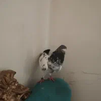 کبوتر|پرنده|تبریز, |دیوار