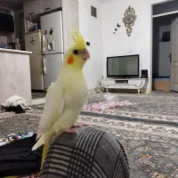 عروس هلندی|پرنده|باغستان, |دیوار