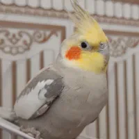 عروس هلندی