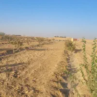 فروش باغ پسته ۷ ساله|فروش دفتر صنعتی، کشاورزی، تجاری|گناباد, |دیوار