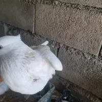 طوق ونامه بر