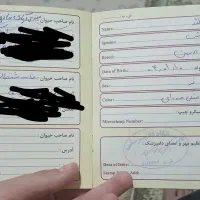 سگ دوبرمن فوری