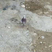 کبوتر|پرنده|آبدانان, |دیوار