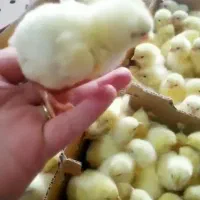 جوجه گوشتی شرکتی تضمینی