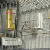 2عددسهره نر وماده