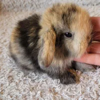 خرگوش لوپ ببری