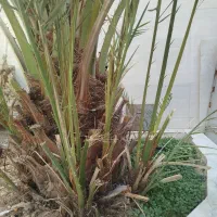 پا جوش نخل برحی