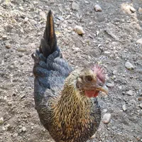 تخم مرغ نطفه دار|حیوانات مزرعه|پاوه, |دیوار