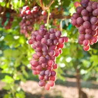 برای باردهی سال بعد انگور از الان برنامه داشته باش