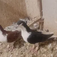 کفتر هوای شهری