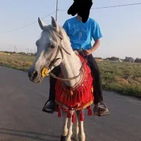 فروش سه راس اسب