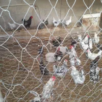 جوجه مرغ گلین و جوجه بلدرچین تخم نطفه دار