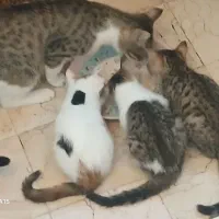 واگذاری بچه گربه ومادر گربه Dsh