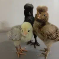 جوجه مرغ تزئینی