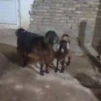 بز ماده
