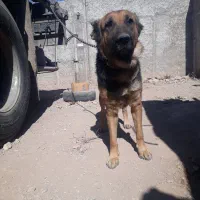 سگ ژرمن|سگ|کرمان, |دیوار