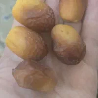 خرمای زاهدی درجه یک