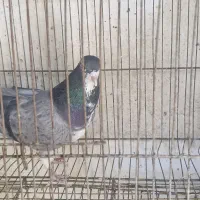 کبوتر بدرنگ