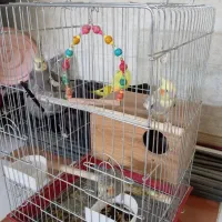 جفت عروس با پنج جوجه