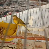 قناری نر|پرنده|نسیم‌شهر, |دیوار